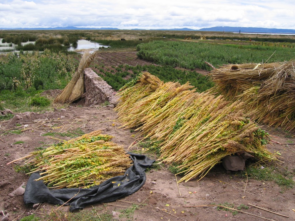 Drying freshly harvested quinoa in Titicaca lakeshore landscape, Peru. By Michael Hermann, http://www.cropsforthefuture.org/; [CC BY-SA 3.0 (http://creativecommons.org/licenses/by-sa/3.0)], via Wikimedia Commons